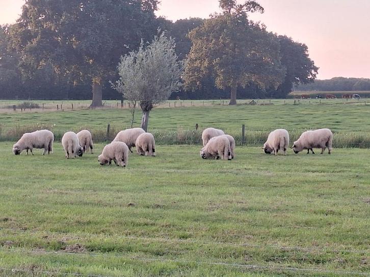 Stamboek Walliser Schwarznase ooien, Dieren en Toebehoren, Schapen, Geiten en Varkens, Schaap, Vrouwelijk, 3 tot 5 jaar