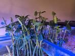 Mangroven planten, Dieren en Toebehoren, Vissen | Aquaria en Toebehoren, Ophalen, Zo goed als nieuw, Plant(en), Steen of Hout