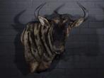 blue wildebeest taxidermy shouldermount preparaat samsshop, Ophalen of Verzenden, Gebruikt, Hert, Gewei of Kop