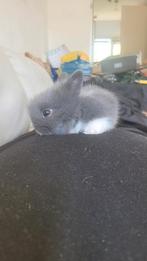 Baby konijntjes te koop, Dieren en Toebehoren, Konijnen, Meerdere dieren, Dwerg