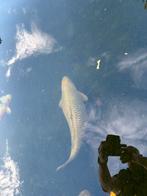 80 cm chagoi koi, Dieren en Toebehoren, Vissen | Vijvervissen, Karper of Koi