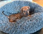 Rhodesian Ridgeback pups met F.C.I. stamboom, Dieren en Toebehoren, Honden | Beagles, Bassets en Lopende honden, Rabiës (hondsdolheid)