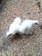 Te Koop:2 jonge witte zijdehoen hennen., Dieren en Toebehoren, Overige Dieren, April, Vrouwelijk