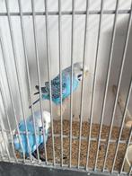 Koppels grasparkieten, Meerdere dieren, Parkiet