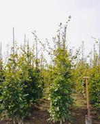 Beukenhaag “FAGUS”, Ophalen of Verzenden, Beukenhaag, 100 tot 250 cm