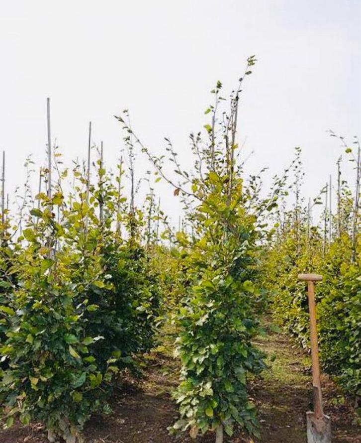 Beukenhaag “FAGUS”, Tuin en Terras, Planten | Struiken en Hagen, Beukenhaag, 100 tot 250 cm, Ophalen of Verzenden