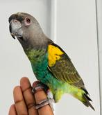 Handtamme/mega lieve meyer papegaai te koop!, Dieren en Toebehoren, Vogels | Parkieten en Papegaaien, Mannelijk, Papegaai, Geringd