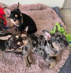 Franse bulldog pups ( NL afkomst), Dieren en Toebehoren, 8 tot 15 weken, Meerdere, Meerdere dieren, Nederland