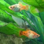 Platy baby's (Xiphophorus maculatus), Vis