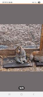 lieve jonge konijntjes, Dieren en Toebehoren, Meerdere dieren, Dwerg