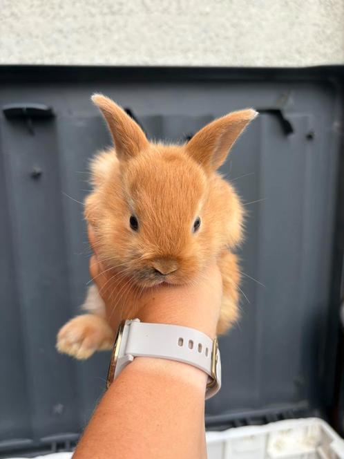 Baby dwerg konijn, Dieren en Toebehoren, Knaagdieren, Mannelijk, Juni, Tam