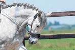 Equitrense vario bitloos sidepull hoofdstel, Ophalen of Verzenden, Zo goed als nieuw