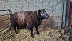 Te koop 2 jarige Blauwe Texelaar dekram., Mannelijk, Schaap