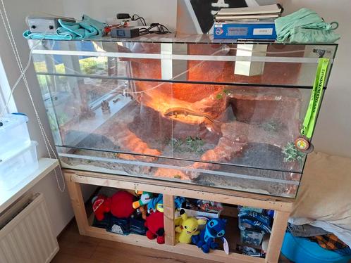 Terrarium met schild hagedis, Dieren en Toebehoren, Reptielen en Amfibieën | Toebehoren, Gebruikt, Terrarium of Paludarium, Ophalen