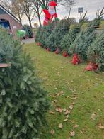 Prachtige Kerstbomen te koop! Nordmann, Omorica of Abies, Tuin en Terras, Bloeit niet, Overige soorten, 100 tot 250 cm, Ophalen