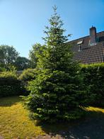 Nordmann Kerstboom 6 m hoog + 2000 lichtjes, Tuin en Terras, Ophalen, Overige soorten