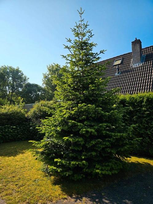 Nordmann Kerstboom 6 m hoog + 2000 lichtjes, Tuin en Terras, Planten | Bomen, Overige soorten, Ophalen