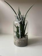 Sanseveria plantenarrangement, Huis en Inrichting, Kamerplanten, Ophalen, Overige soorten, Halfschaduw, In pot