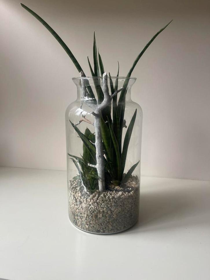 Sanseveria plantenarrangement, Huis en Inrichting, Kamerplanten, Overige soorten, Minder dan 100 cm, Groene kamerplant, Halfschaduw