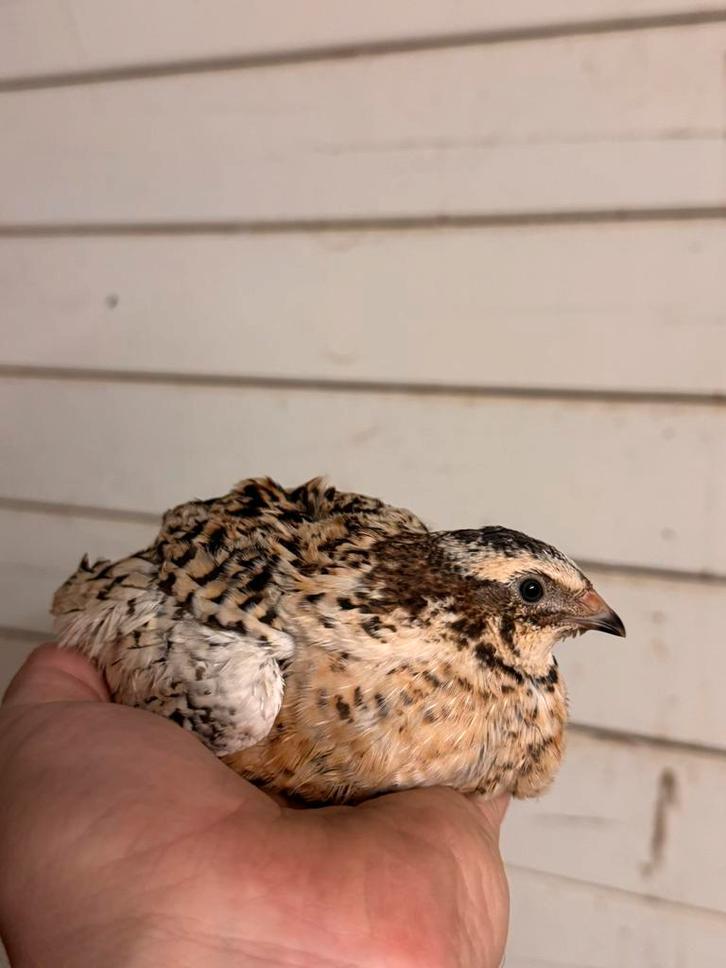 Te koop; tamme Japanse Jumbo kwartel HENNEN, ook BROEDEIEREN, Dieren en Toebehoren, Pluimvee, Overige soorten, Vrouwelijk