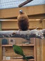 Goed koppel zilverbekjes, Dieren en Toebehoren, Meerdere dieren, Geringd