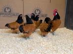 Jonge tamme Vorwerk krielkippen gesekst en ingeënt t, Dieren en Toebehoren, Pluimvee, Vrouwelijk, Kip