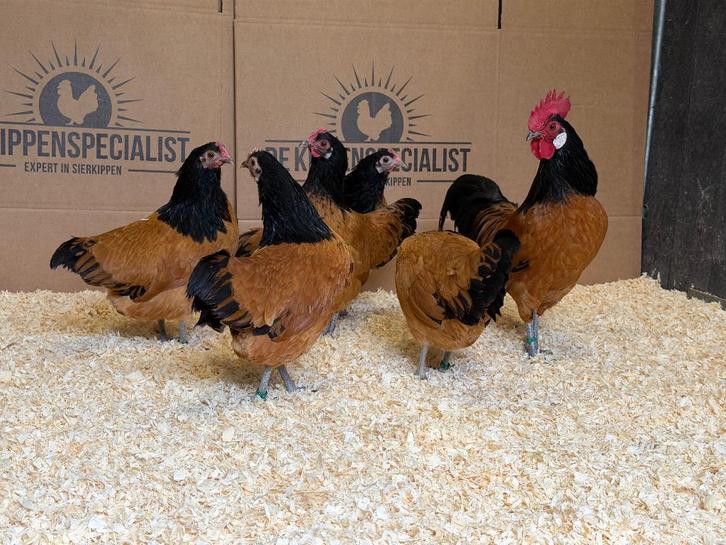 Jonge tamme Vorwerk krielkippen gesekst en ingeënt t, Dieren en Toebehoren, Pluimvee, Kip, Vrouwelijk