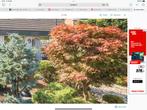 Japanse boom te koop, Ophalen of Verzenden, Halfschaduw, Overige soorten, 100 tot 250 cm