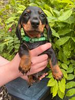 Mooie DwergTeckel Pups bijna 10 week  4 reutjes, CDV (hondenziekte), 8 tot 15 weken, Korthaar, Dwerg