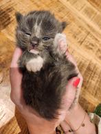 Kittens, kruising ragdoll/mainecoon, ragcoon, grijs & wit ❤, Dieren en Toebehoren, Meerdere dieren