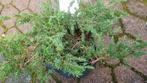 Jeneverbes juniperus plant bodembedekker, Ophalen, Overige soorten, Halfschaduw