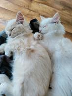 Schatje van Ragdoll kitten, Dieren en Toebehoren, Katten en Kittens | Raskatten | Langhaar, Meerdere dieren, Ontwormd, 0 tot 2 jaar