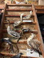 Collectie van 25 opgezette vogels, Ophalen of Verzenden
