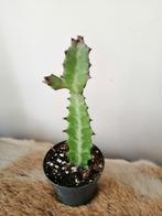 Euphorbia lactea nr2., Ophalen, Halfschaduw, Minder dan 100 cm