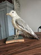 Opggezette Zeemeeuw - Decoratief Vintage Item, Antiek en Kunst, Ophalen