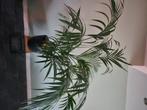 Prachtige echte palm inclusief pot !, Tuin en Terras, Ophalen, Overige materialen, 40 cm of meer, Rond