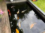 15 Japanse Koi & een Steur, Dieren en Toebehoren, Vissen | Vijvervissen, Karper of Koi