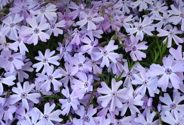 Kruipende Phlox in Pot - Prachtige Bodembedekker!, Tuin en Terras, Planten | Tuinplanten, Vaste plant, Bodembedekkers, Volle zon