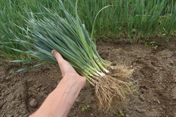 preiplanten boerenkoolplanten sla andijvie prei planten beschikbaar voor biedingen