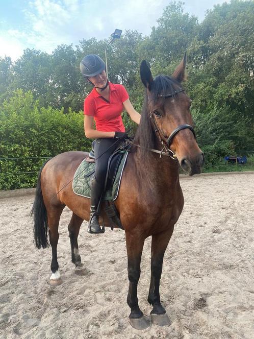 Verzorgpaard gezocht/bijrijder/verzorgster aangeboden, Dieren en Toebehoren, Paarden en Pony's | Verzorgingsproducten, Ophalen of Verzenden