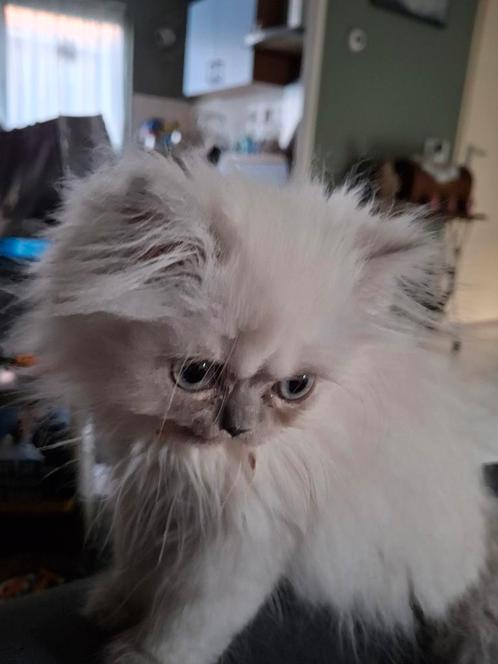 Perzische colourpoint katertje, Dieren en Toebehoren, Katten en Kittens | Raskatten | Langhaar, Kater, 0 tot 2 jaar, Gechipt