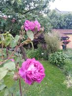 klimroos, william lobb, Tuin en Terras, Planten | Tuinplanten, Ophalen, Zomer, Overige soorten, Volle zon