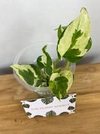 Epipremnum sp cv Big Wow and Wave Leaf Variegata, Ophalen of Verzenden, Overige soorten, Minder dan 100 cm