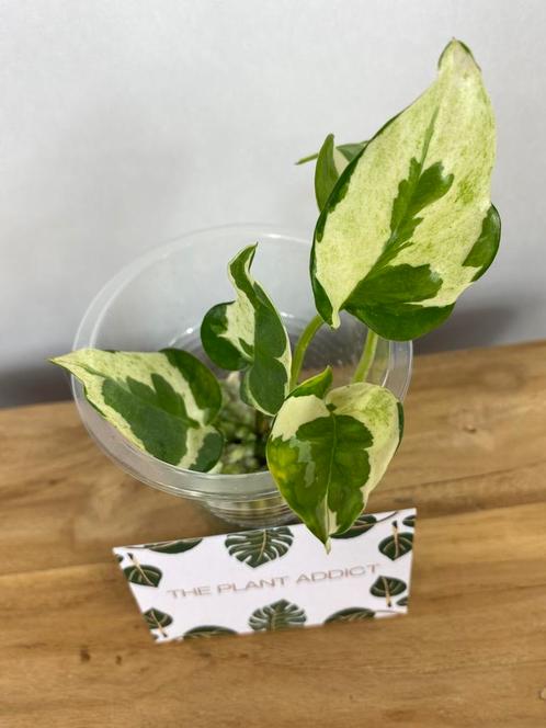 Epipremnum sp cv Big Wow and Wave Leaf Variegata, Huis en Inrichting, Kamerplanten, Overige soorten, Minder dan 100 cm, Ophalen of Verzenden