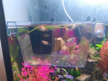 4 jonge Mickey mouse platy's  beschikbaar voor biedingen