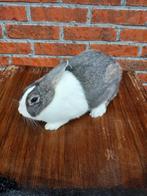 Hollander konijn, Dieren en Toebehoren, Konijnen, Vrouwelijk, Klein, 0 tot 2 jaar