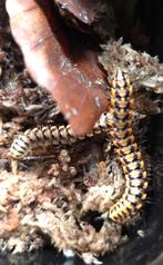 Antheromopha uncinata "Yellow"/ miljoenpoten, Dieren en Toebehoren, Overige soorten