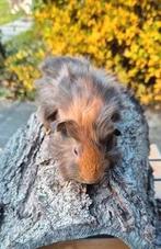 Cavia's beertjes nog 4 jongen beschikbaar, Dieren en Toebehoren, September, Cavia