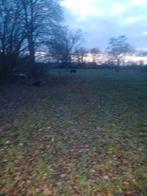 Spoed lees mijn advertentie, Dieren en Toebehoren, Stalling en Weidegang, Stalling