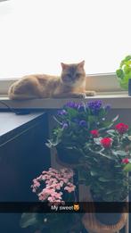 Brits Korthaar golden niet te koop (dekkater), Dieren en Toebehoren, Katten en Kittens | Dekkaters